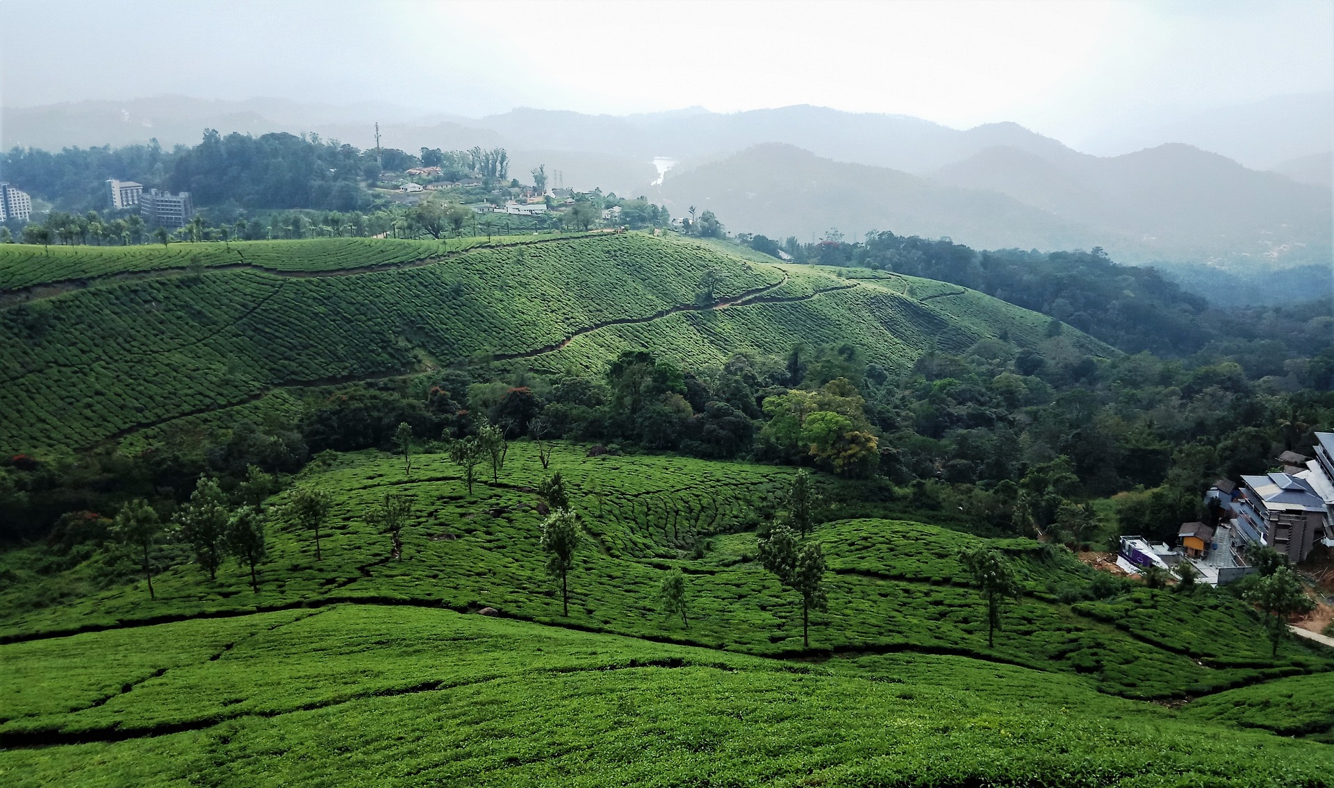Spice Plantations in Kerala: Tour Options, Entry Fees & What to Buy