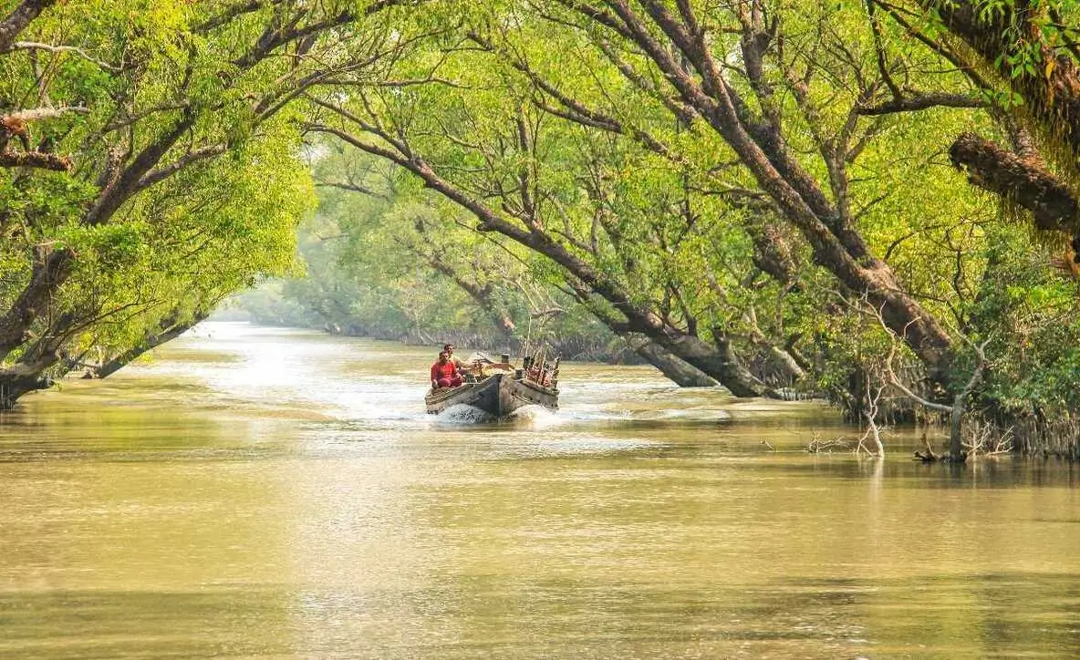 Sundarbans National Park Guide: Best Time, Safari Planning, and Responsible Travel Tips