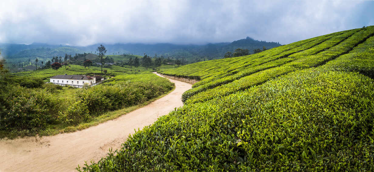 Tea Plantations in Kerala: Munnar Estate Visits, Timings & Photo Spots