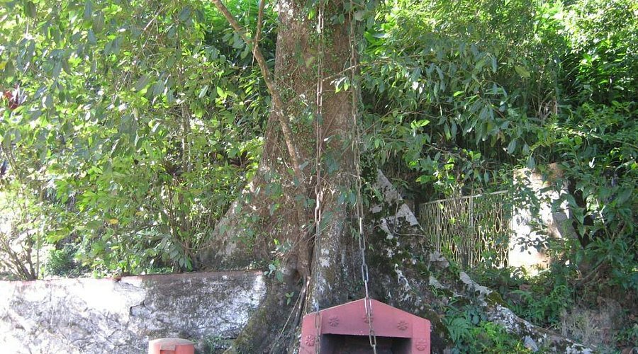 Chain Tree Wayanad: Local Legend, History & How to Visit