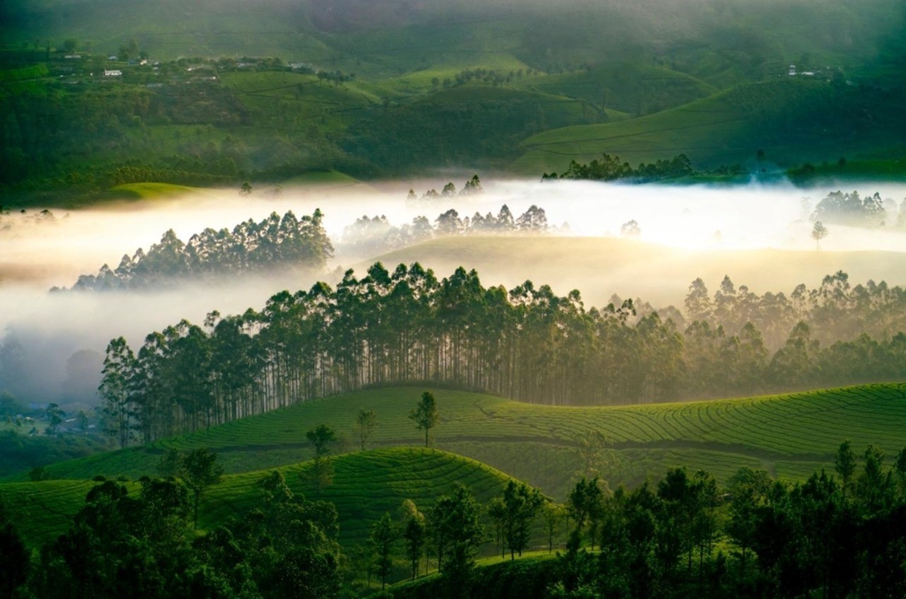 Things to Do in Munnar for Honeymoon: Romantic Experiences & Day Plans