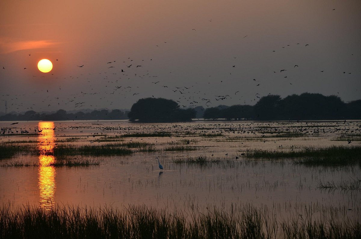 Thol Lake Bird Sanctuary Ahmedabad: Timings, Entry & Birding Tips
