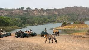 Tiger Reserves in Rajasthan: Safari Booking, Zones & Best Parks