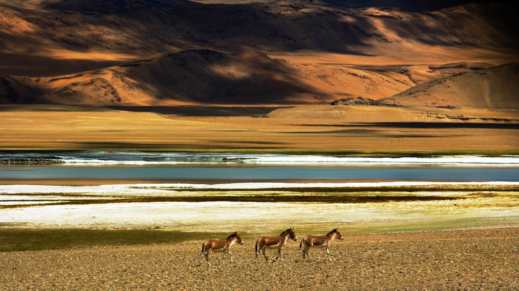 Tso Kar Lake Ladakh: Travel Guide, Camping & Access