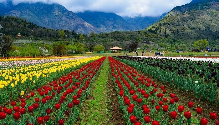 Tulip Festival Kashmir: Dates, Ticket Info & Best Photo Hours