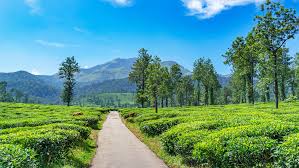 Wayanad: Complete Travel Plan Places And Weather