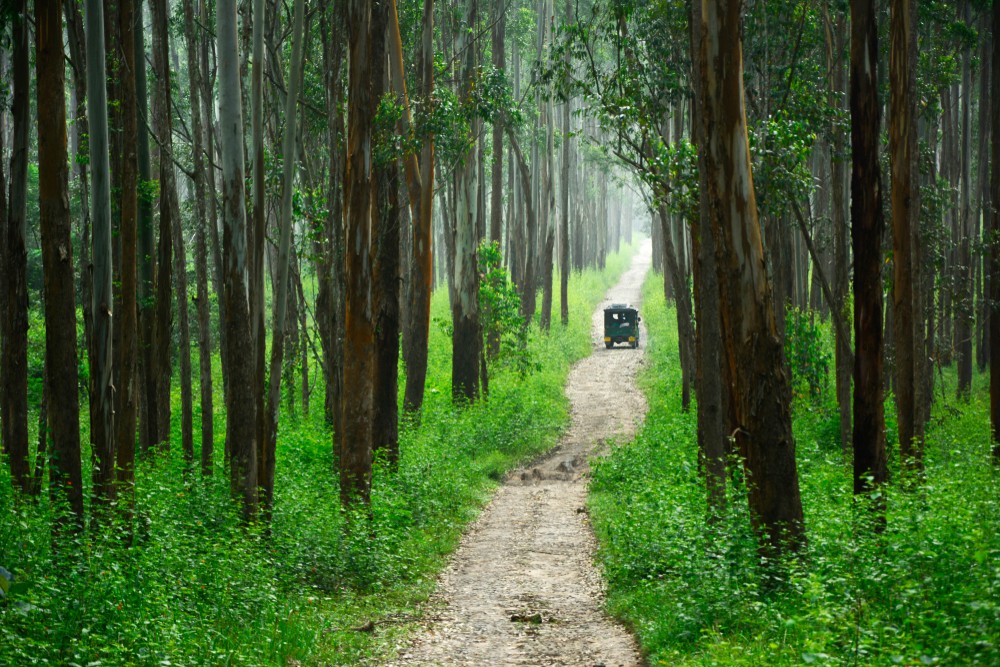 Wayanad Wildlife Sanctuary: Safari Timings, Zones & Travel Tips