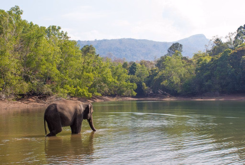 Wayanad Wildlife: Complete Guide to Kerala's Wildlife Haven