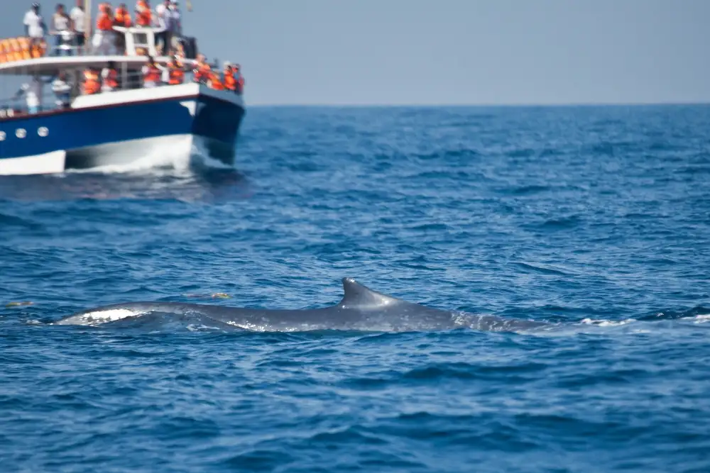 Whale Watching Sri Lanka: Mirissa, Trincomalee & Tips