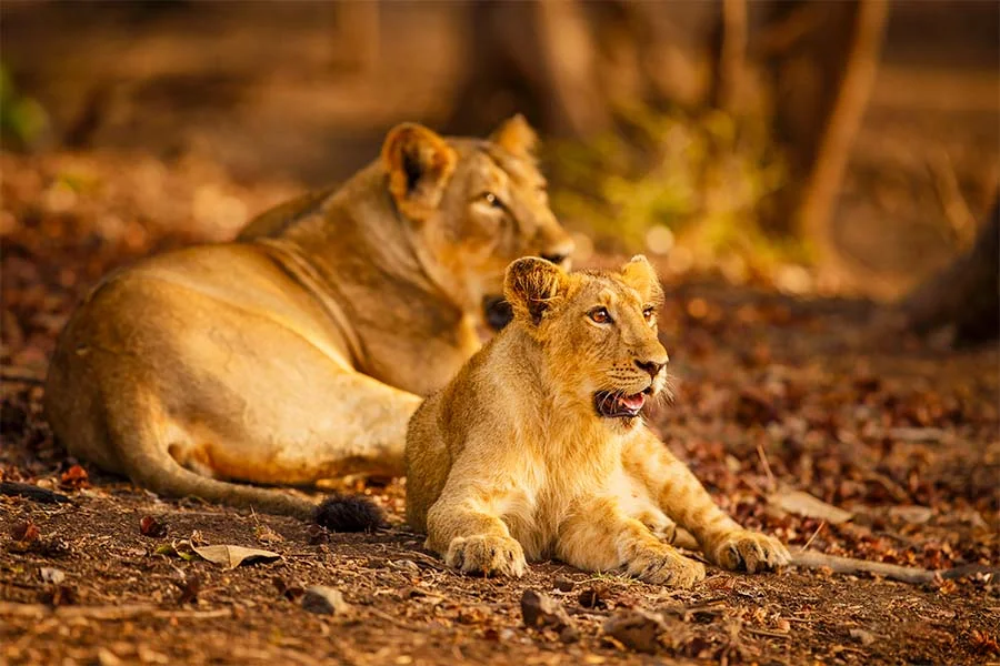 Wildlife Destinations in India: Region-Wise Planning and Ethical Safari Strategy