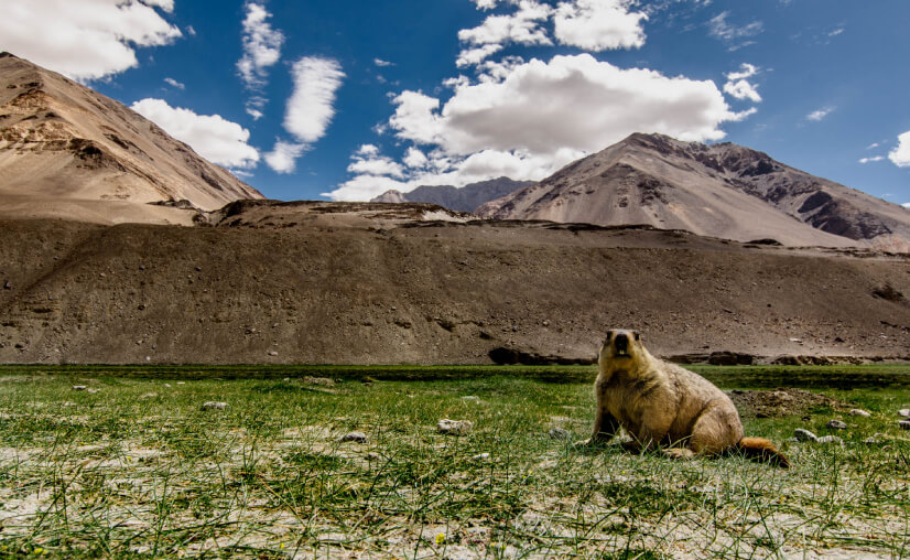 Wildlife of Ladakh: Rare Animals, Birds & Best Sighting Season