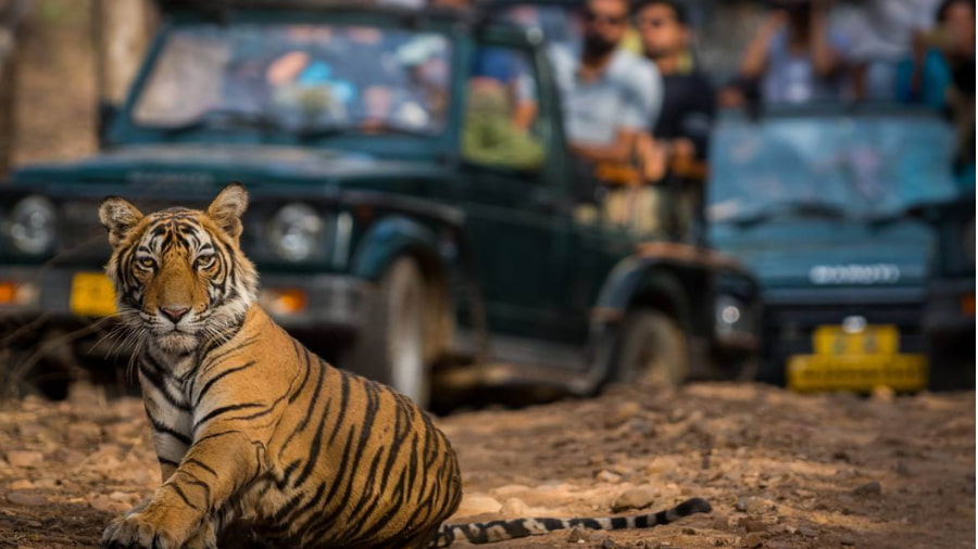 Wildlife Safari in Rajasthan: Top Parks, Costs & Route Planning