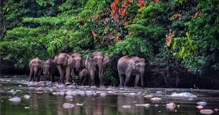 Wildlife Safaris in Malaysia: Top 5 Sanctuaries & Travel Tips