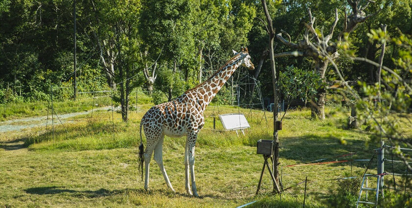 Wildlife Sanctuaries in Kerala: Top Sanctuaries, Safaris & Stay Tips