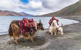 Yak Safari in Ladakh: Routes, Cost & High-Altitude Experience
