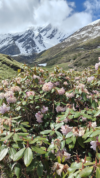 Bali Pass Trek - Image 6