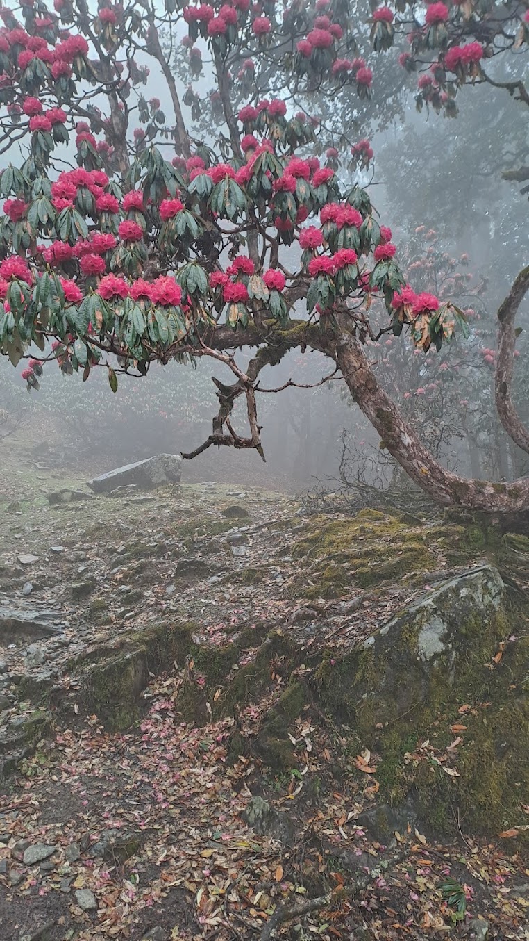 Chopta Tungnath Trek - Image 3