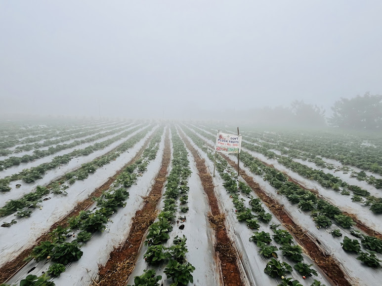 Lambasingi Trip - Image 6