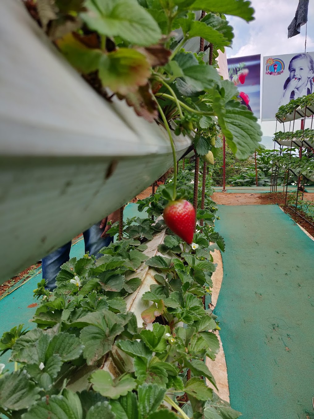 Mahabaleshwar Trip - Image 3