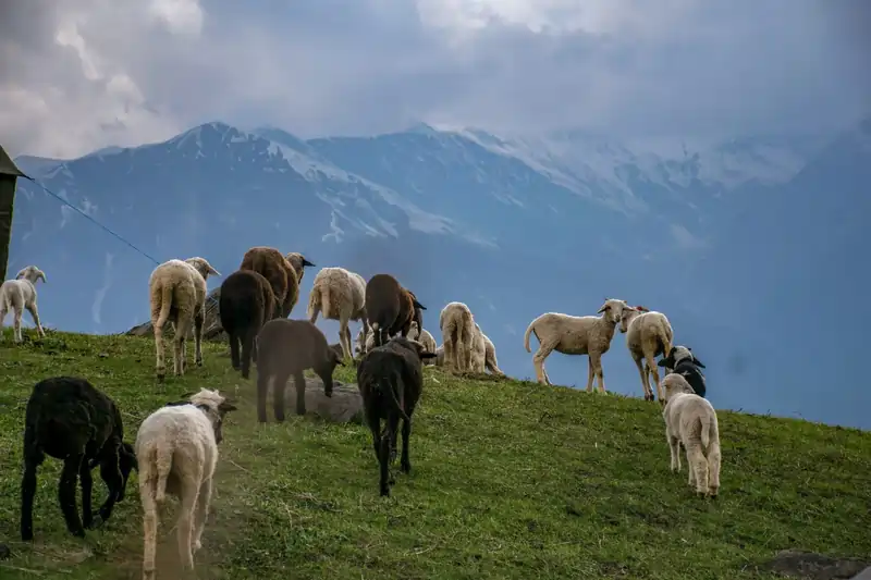 Mt. Deo Tibba Expedition - Image 6