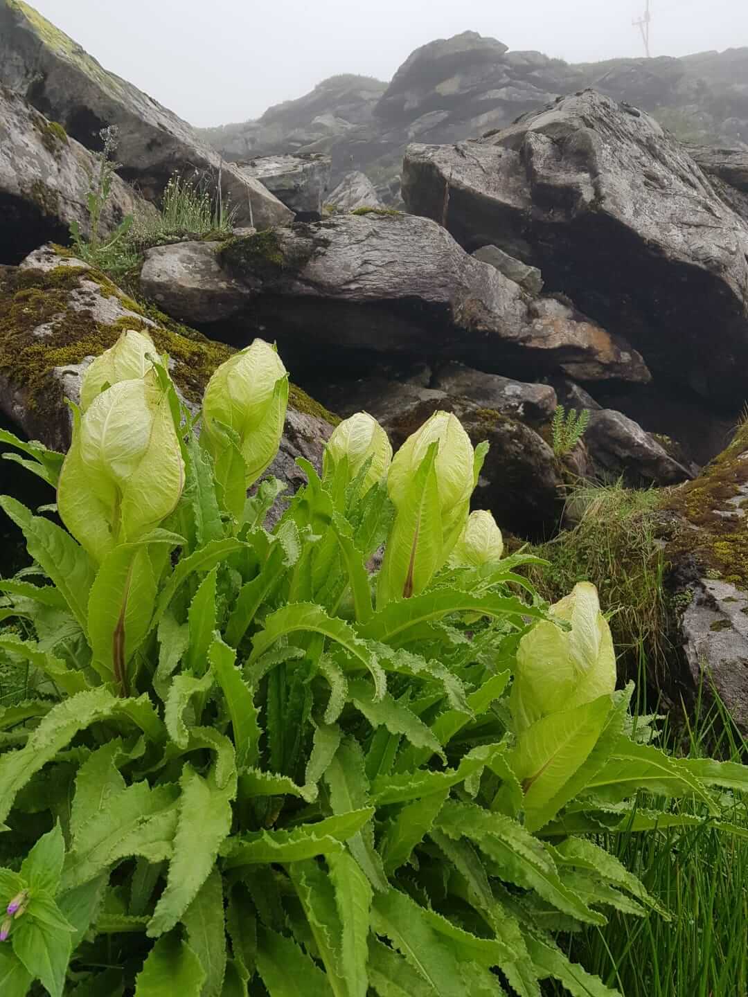 Valley of Flowers Trek - Image 5